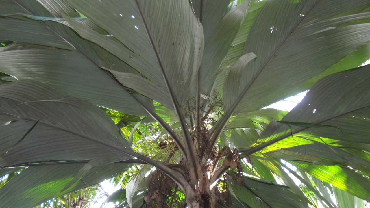 Pelagodoxa henryana leaf
