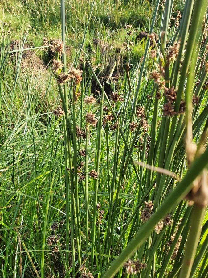 Scirpus brachyceras other