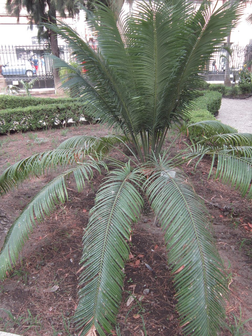 Cycas thouarsii habit