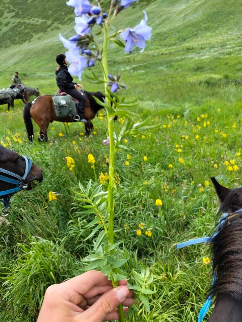 Polemonium caucasicum habit