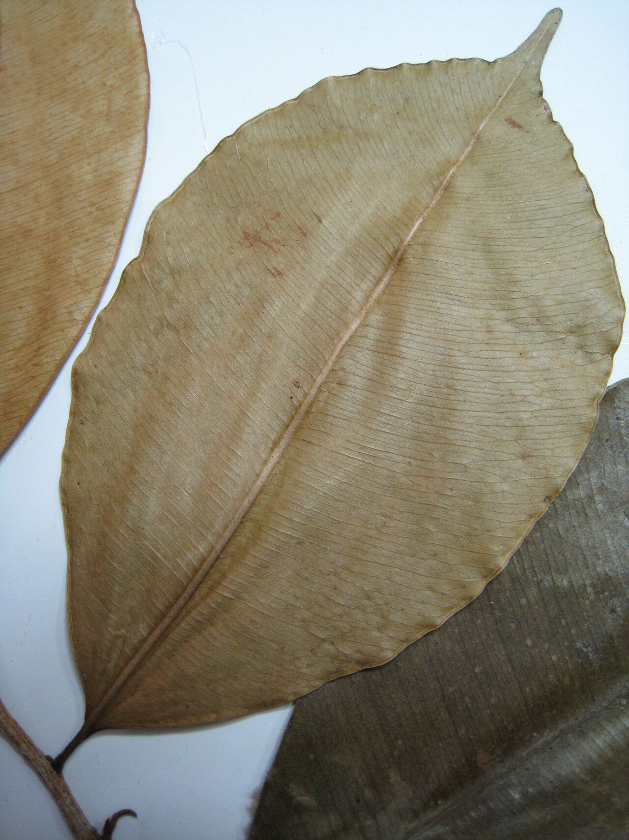 Micropholis mensalis — houseplant care guide