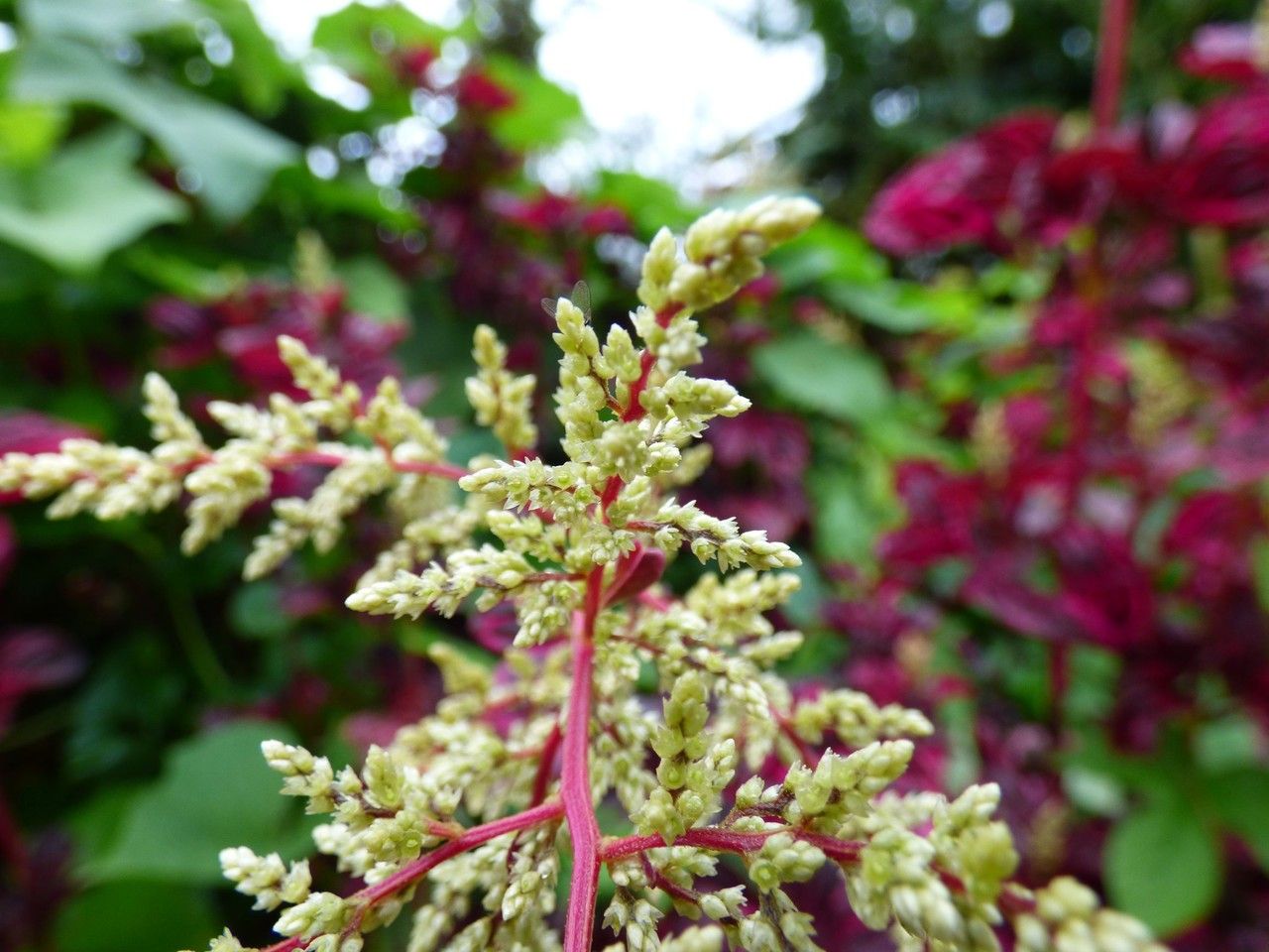 Iresine herbstii flower