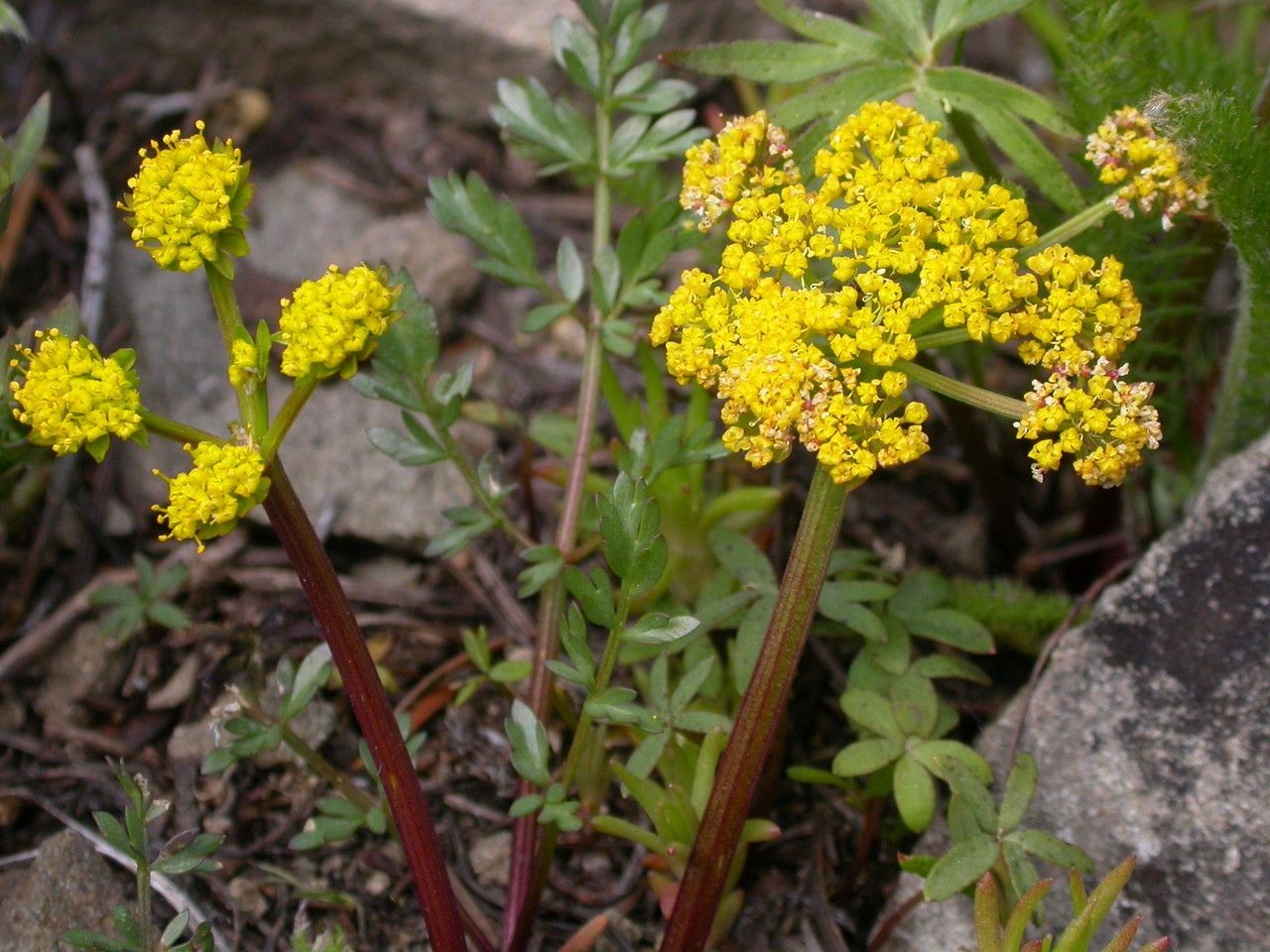 Lomatium cous — houseplant care guide