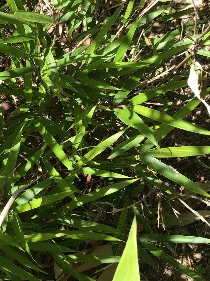 Yushania maculata — related species from the same genus