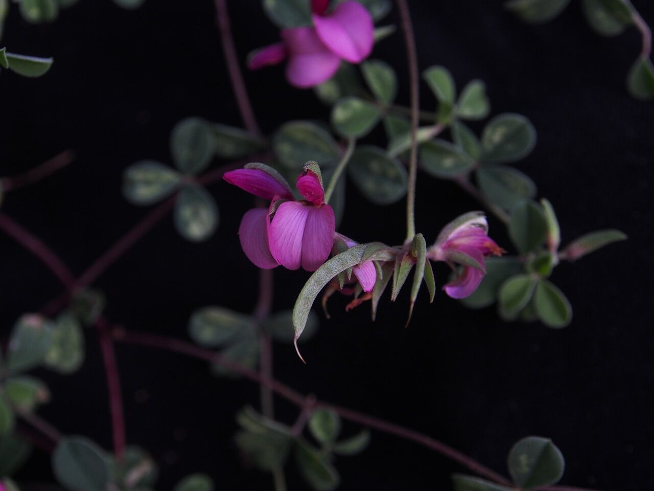 Argyrolobium roseum — houseplant care guide