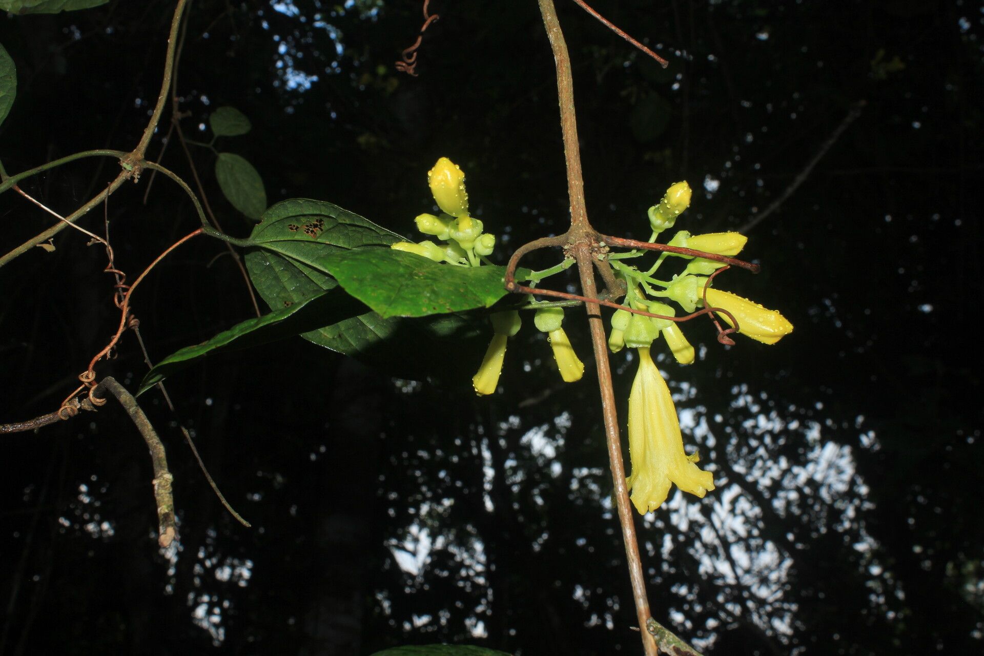 Anemopaegma oligoneuron flower