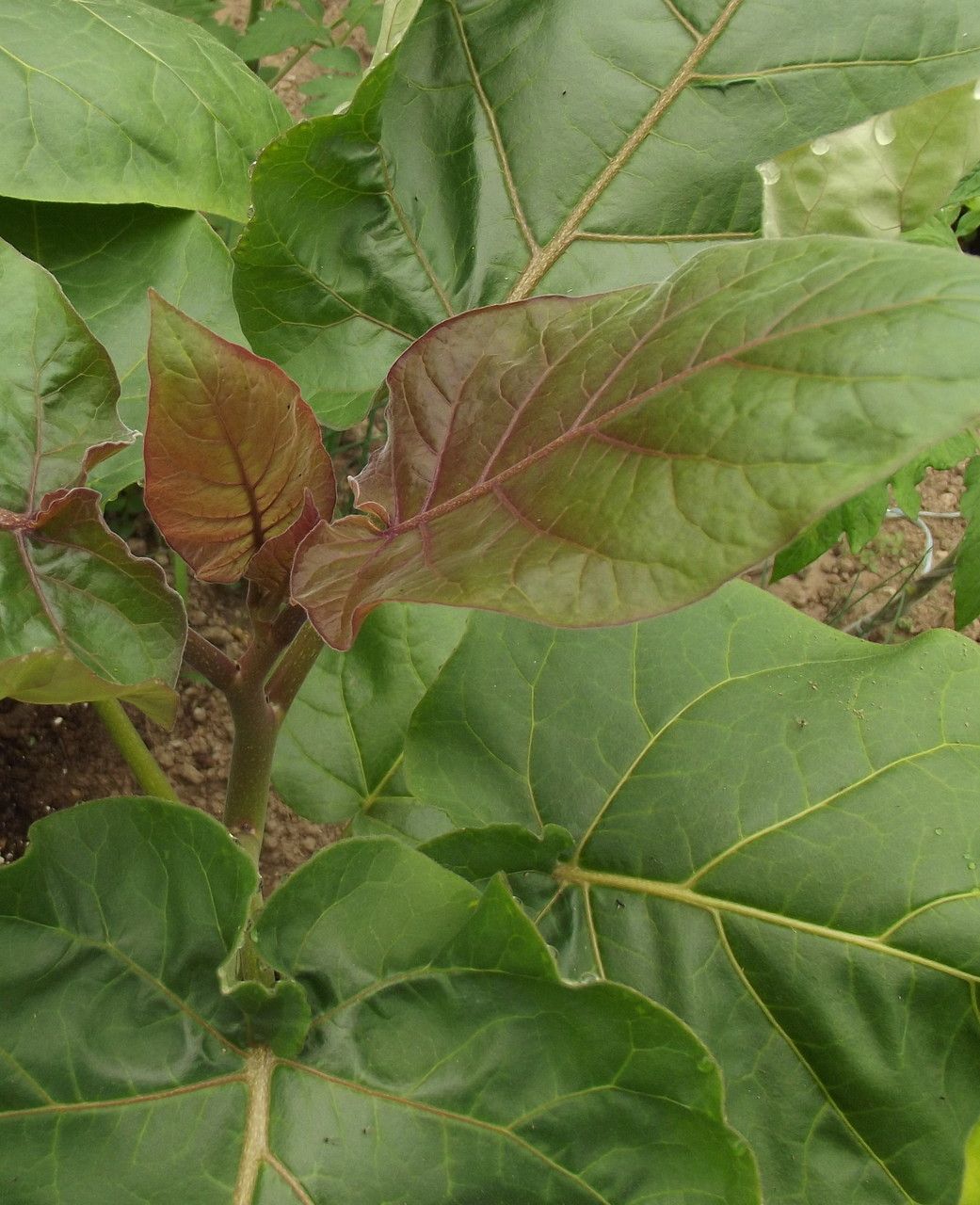 Cyphomandra betacea — search result for 'Rwanda'