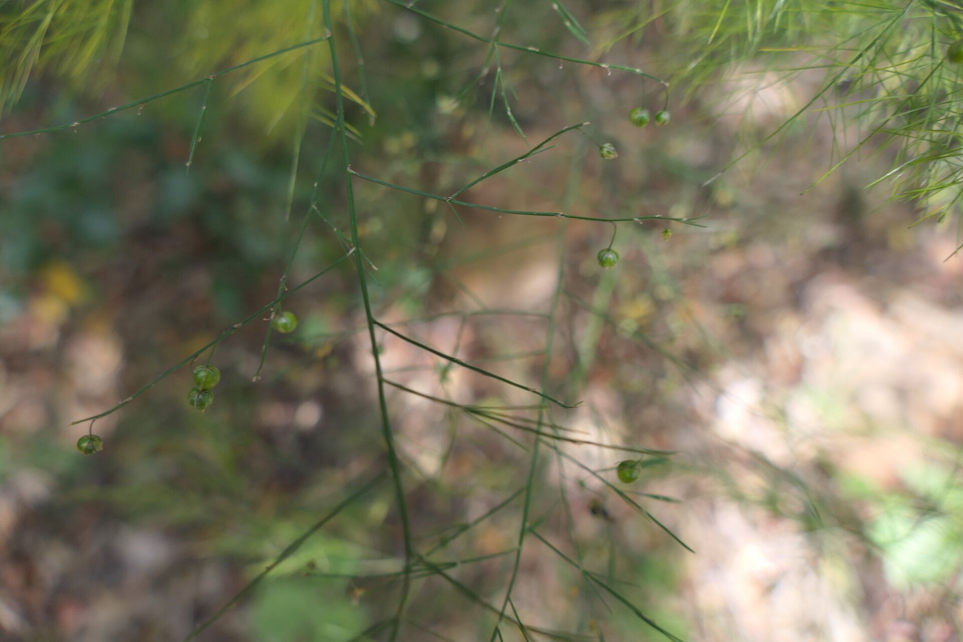 Asparagus virgatus fruit