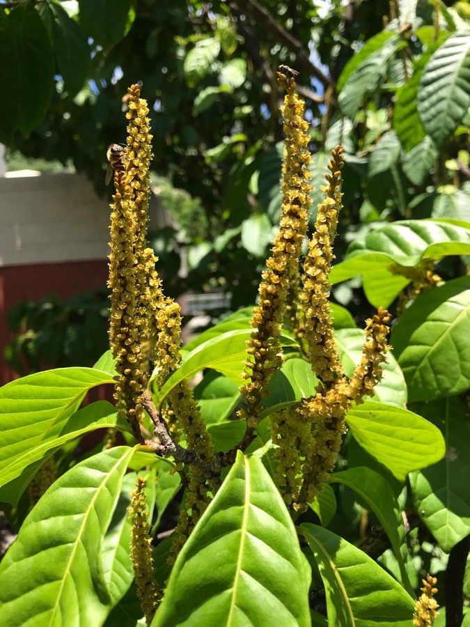Coccoloba venosa flower