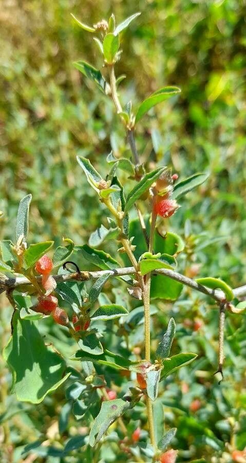 Atriplex semibaccata fruit