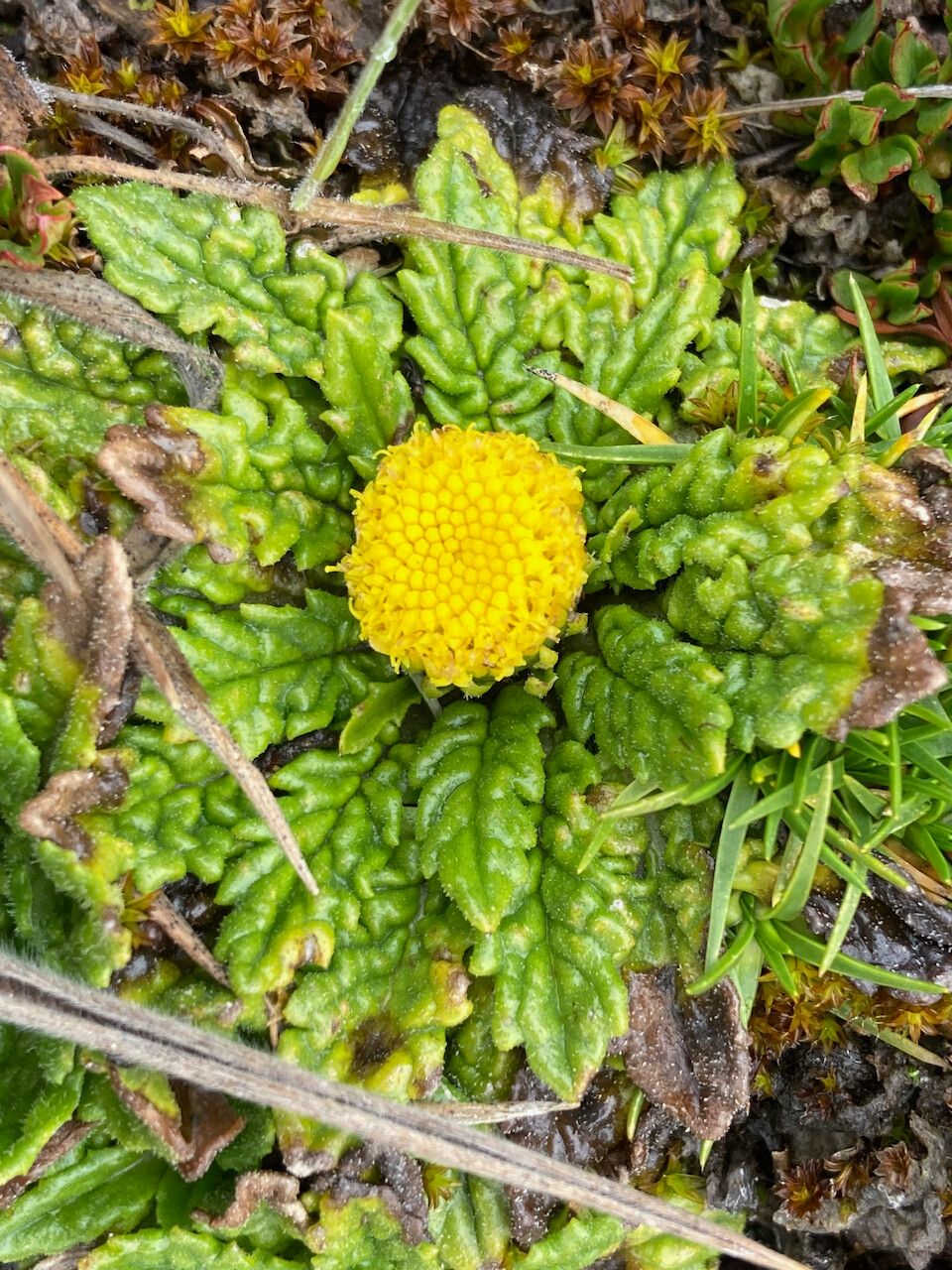 Senecio rhizocephalus flower