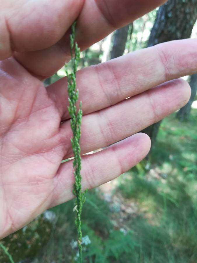 Festuca indigesta flower