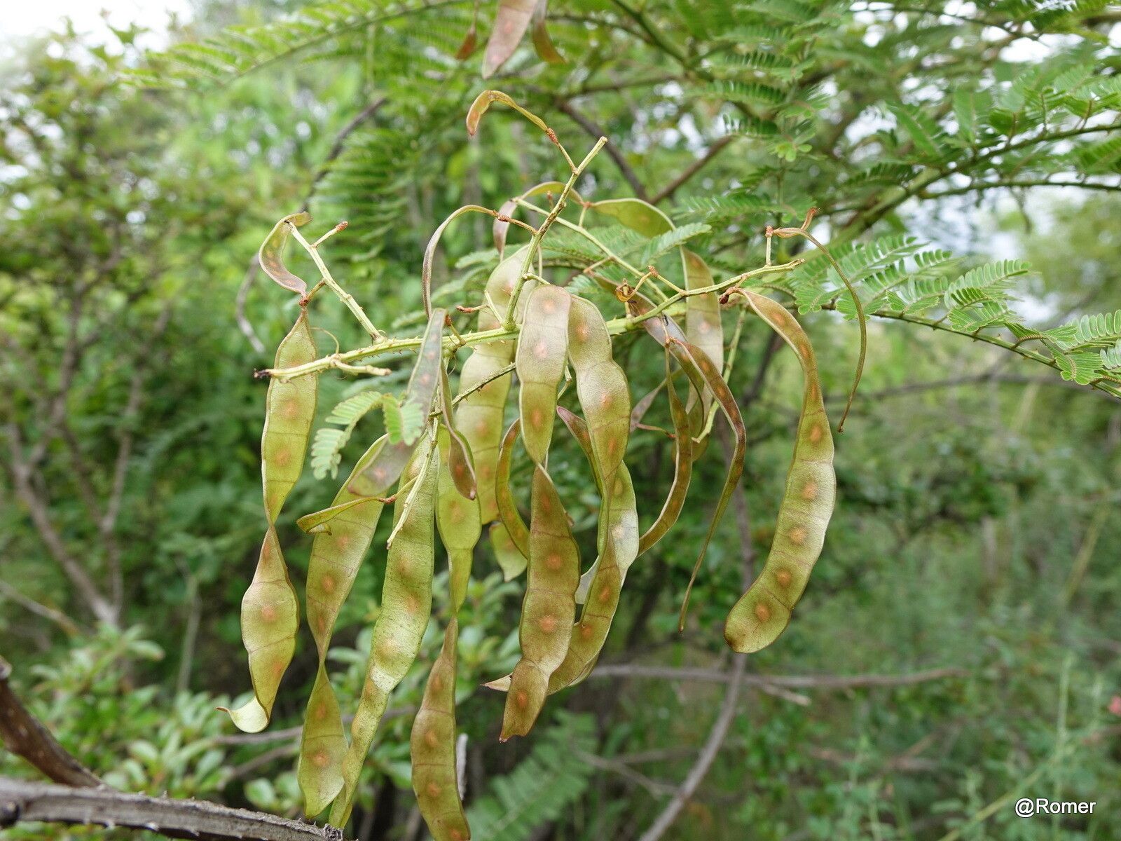 Mimosa suffruticosa — search result for 'Mimosa'