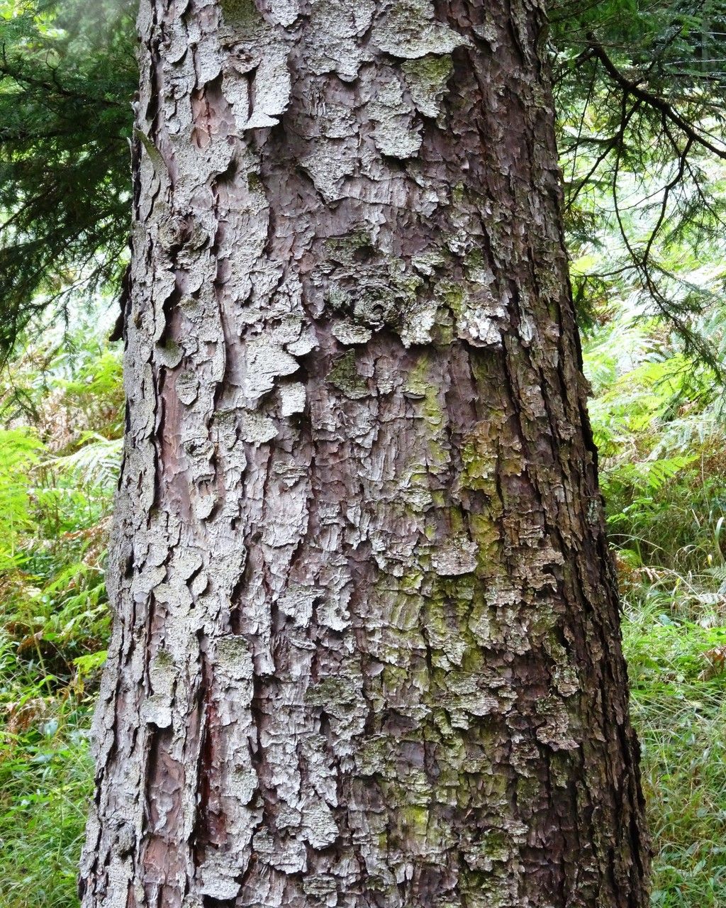 Picea glehnii bark