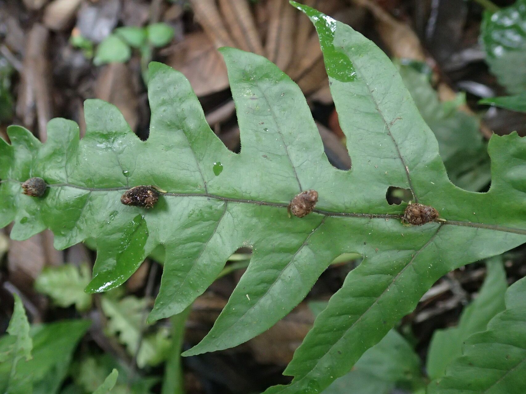 Tectaria fernandensis — houseplant care guide