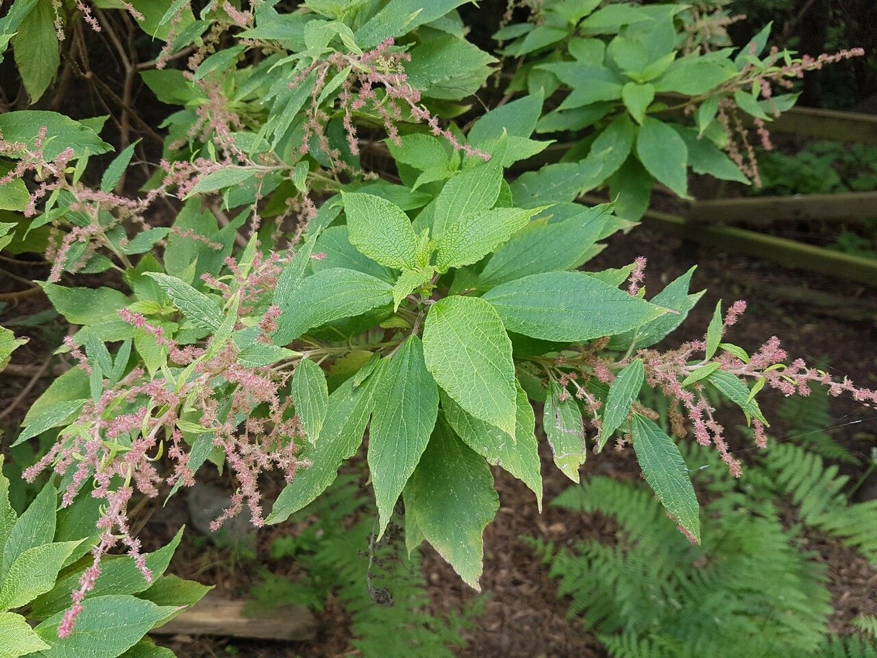 Gesnouinia arborea flower