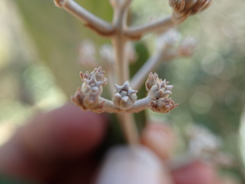 Argophyllum latifolium — houseplant care guide