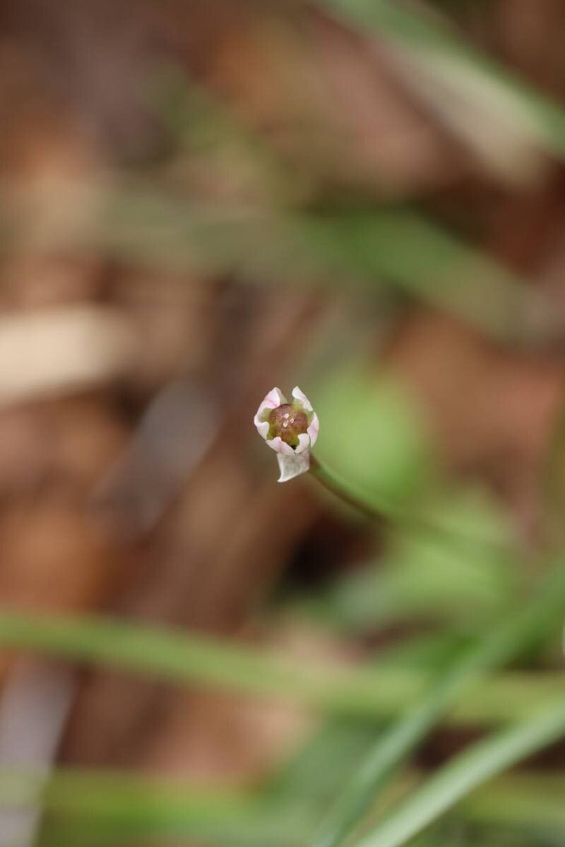 Allium monanthum — houseplant care guide