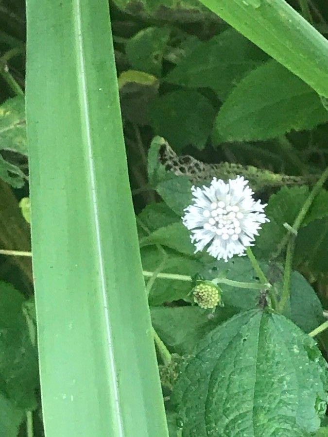 Melanthera aspera — related species from the same genus