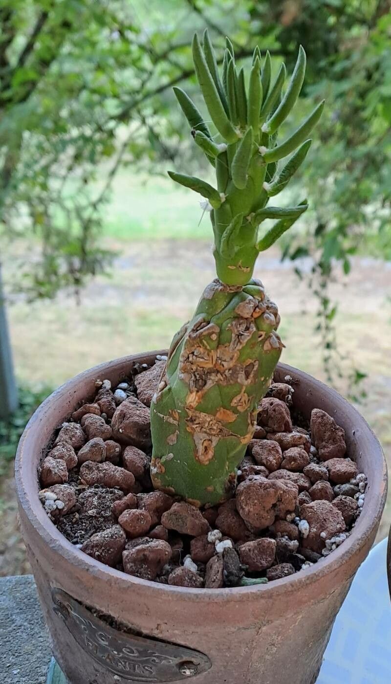 Austrocylindropuntia verschaffeltii leaf