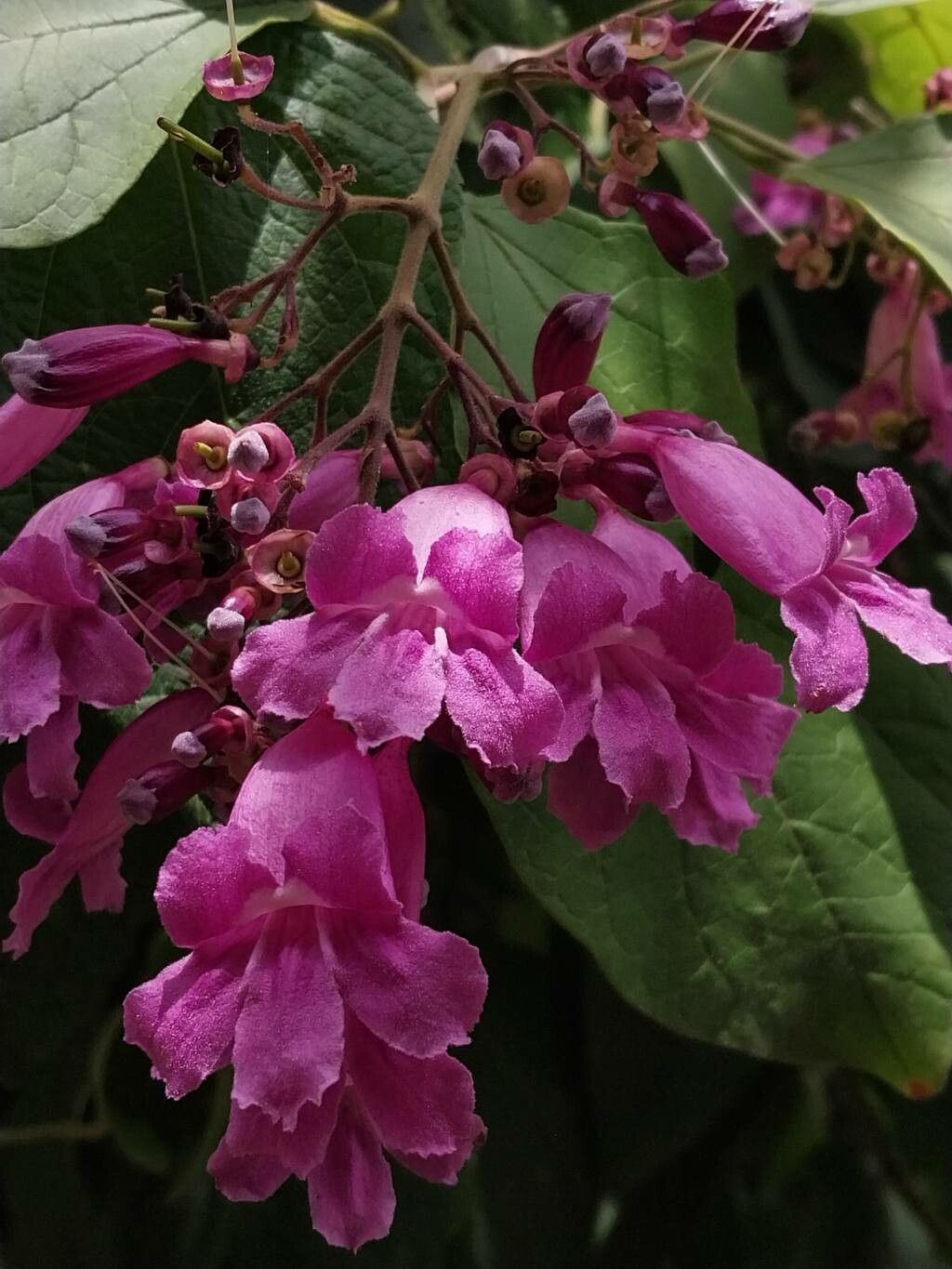 Fridericia patellifera — houseplant care guide