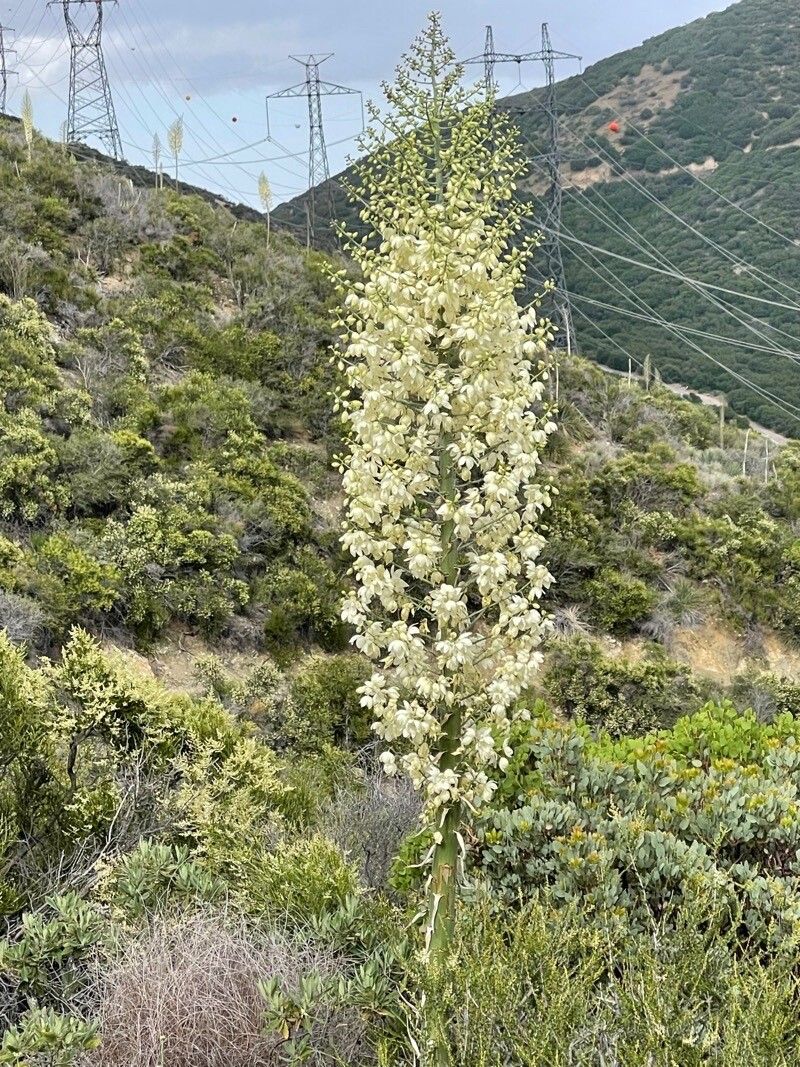 Hesperoyucca whipplei flower