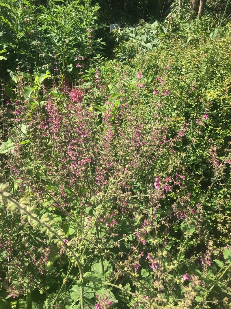 Salvia viscosa habit