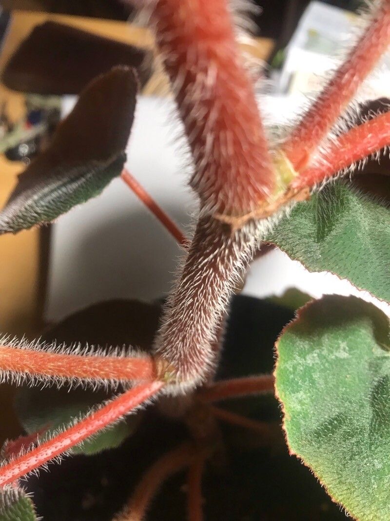 Begonia scharffiana bark
