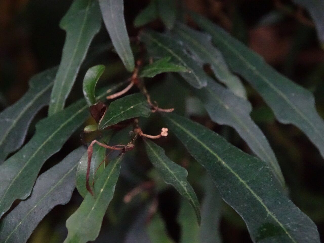 Pseuderanthemum longifolium bark