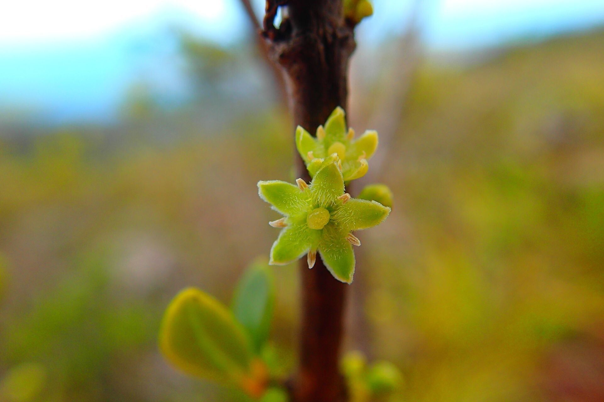 Geniostoma densiflorum flower