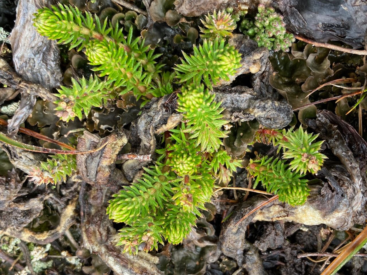 Alchemilla hispidula habit