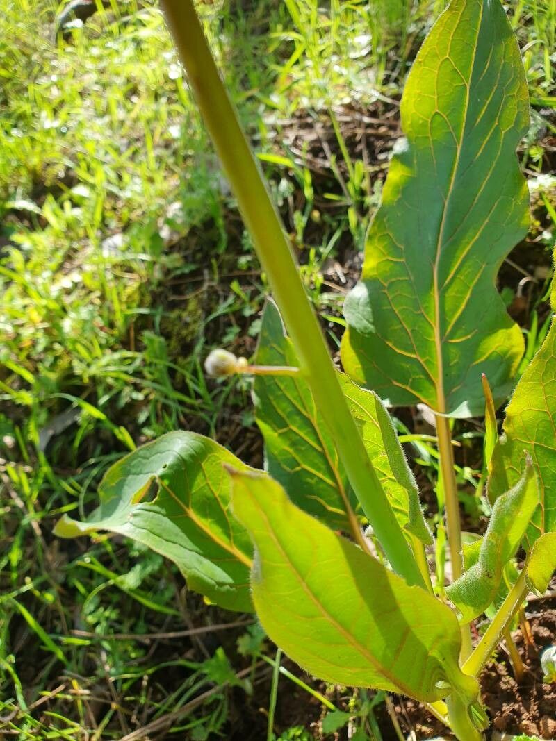 Adelinia grandis bark