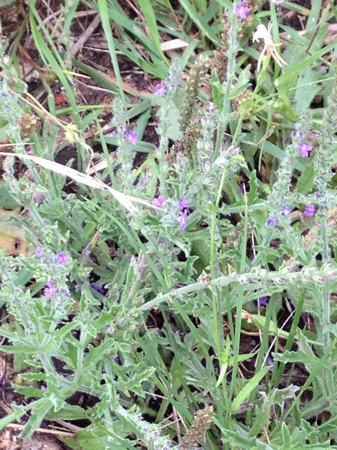 Verbena canescens flower