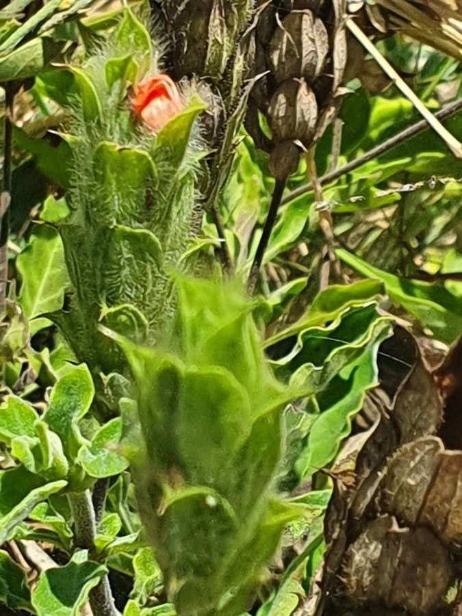 Crossandra massaica fruit