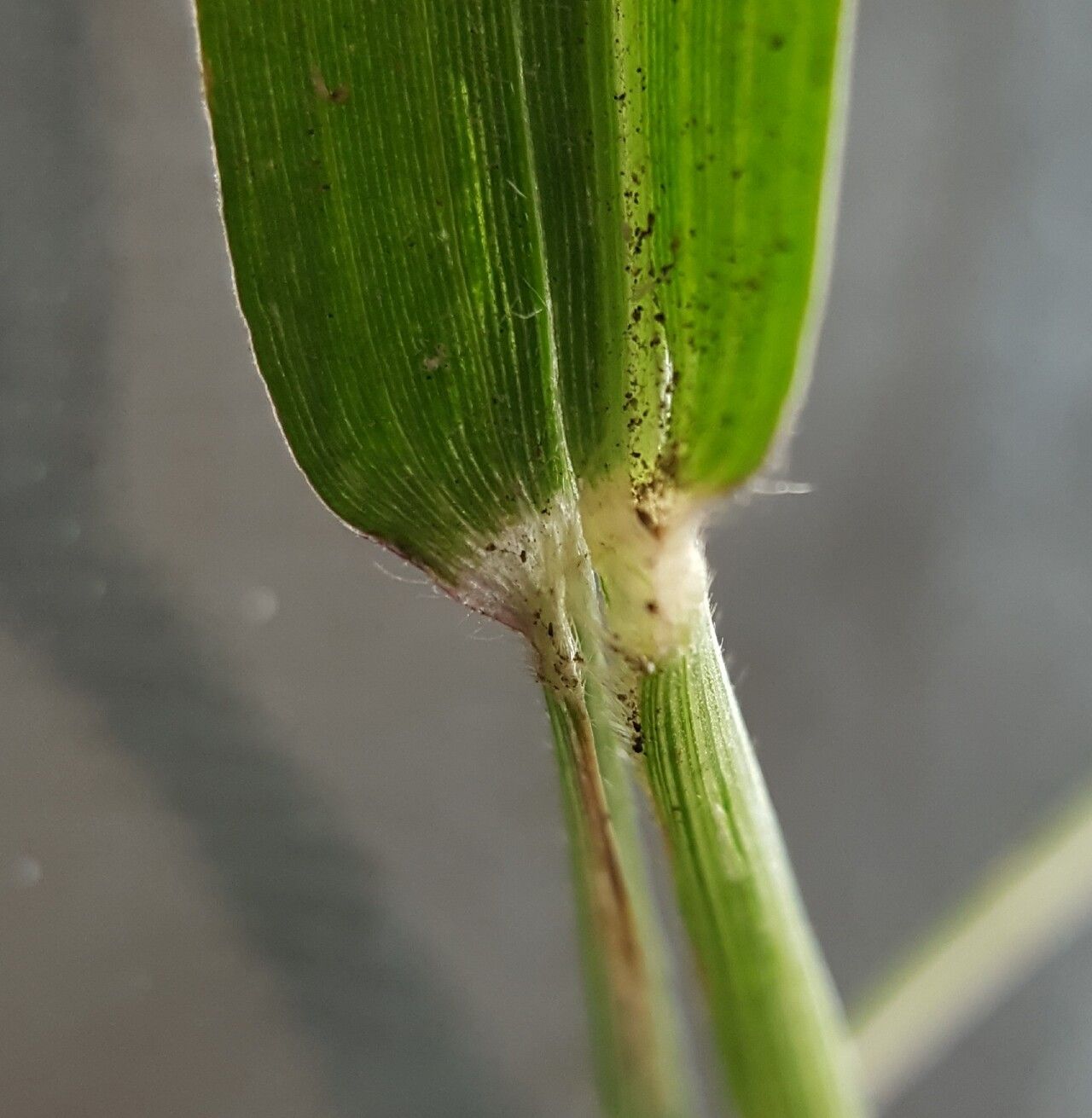Urochloa glumaris — search result for 'Brachiaria'