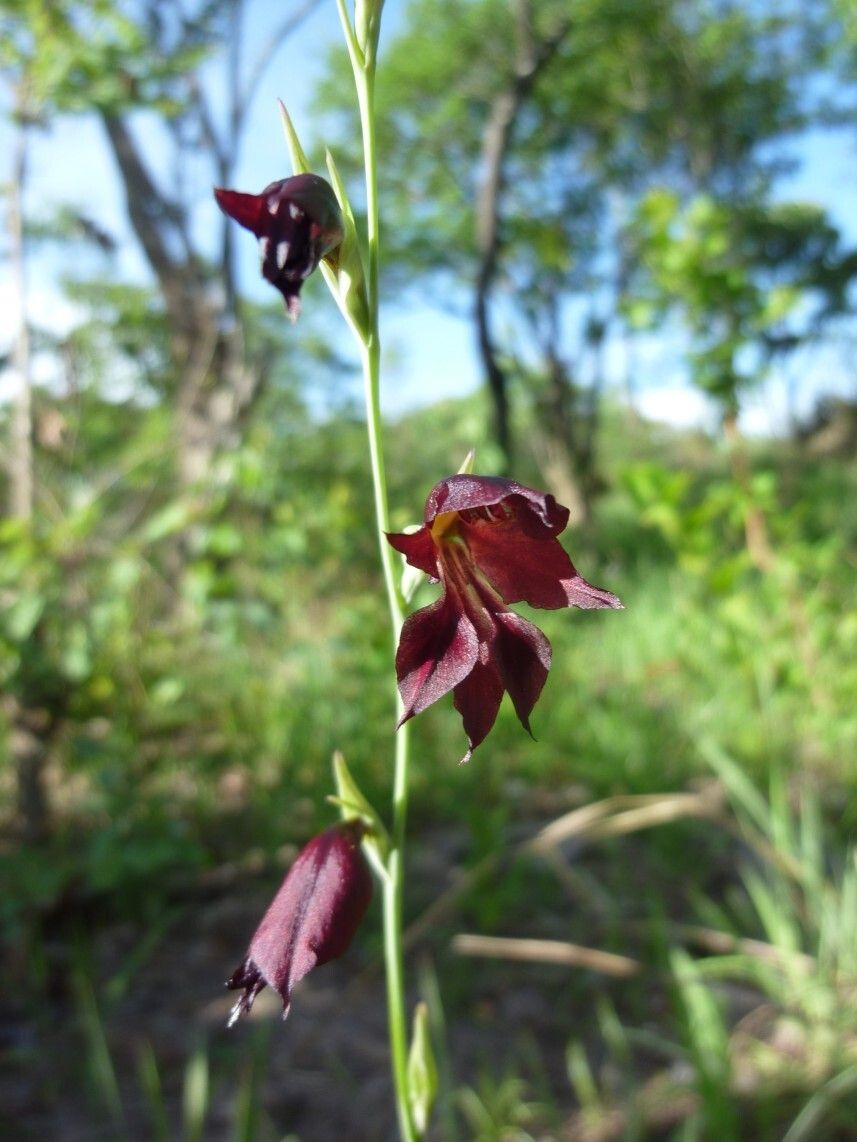 Gladiolus atropurpureus — search result for 'Gladiolus'
