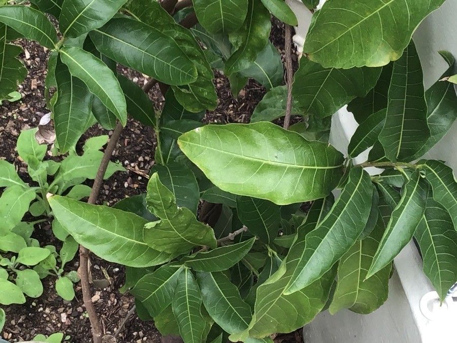 Petrea volubilis leaf