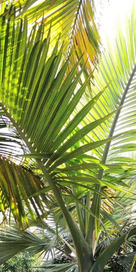 Hyophorbe indica — unique fruits houseplant