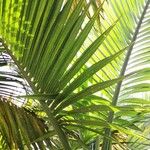 Hyophorbe indica