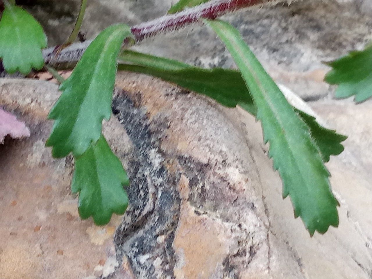 Leucanthemum delarbrei — houseplant care guide