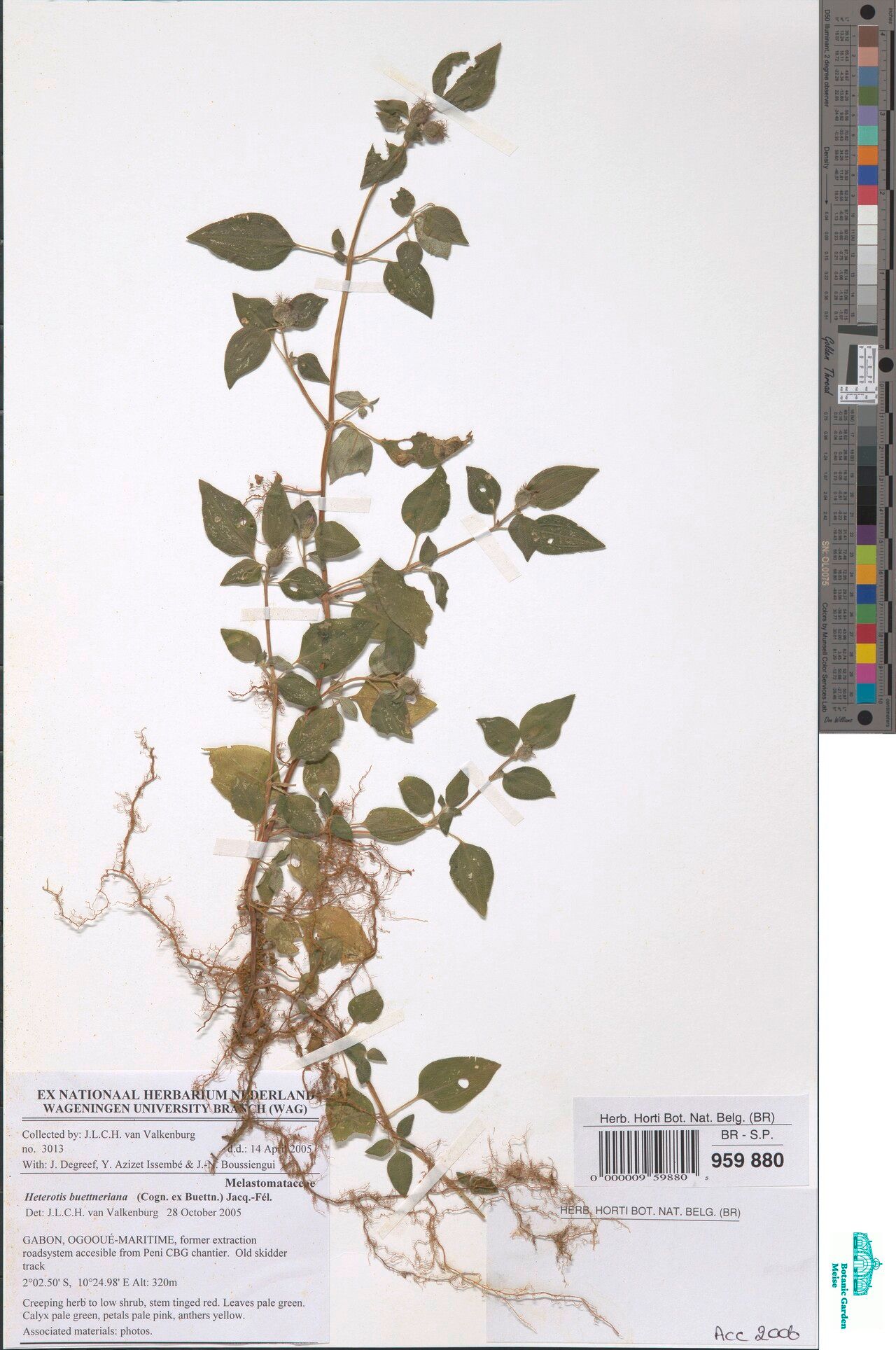 Heterotis buettneriana — related species from the same genus