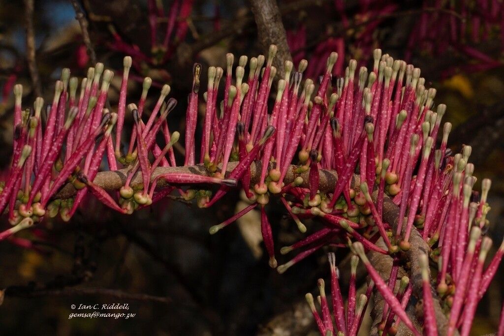 Tapinanthus forbesii flower