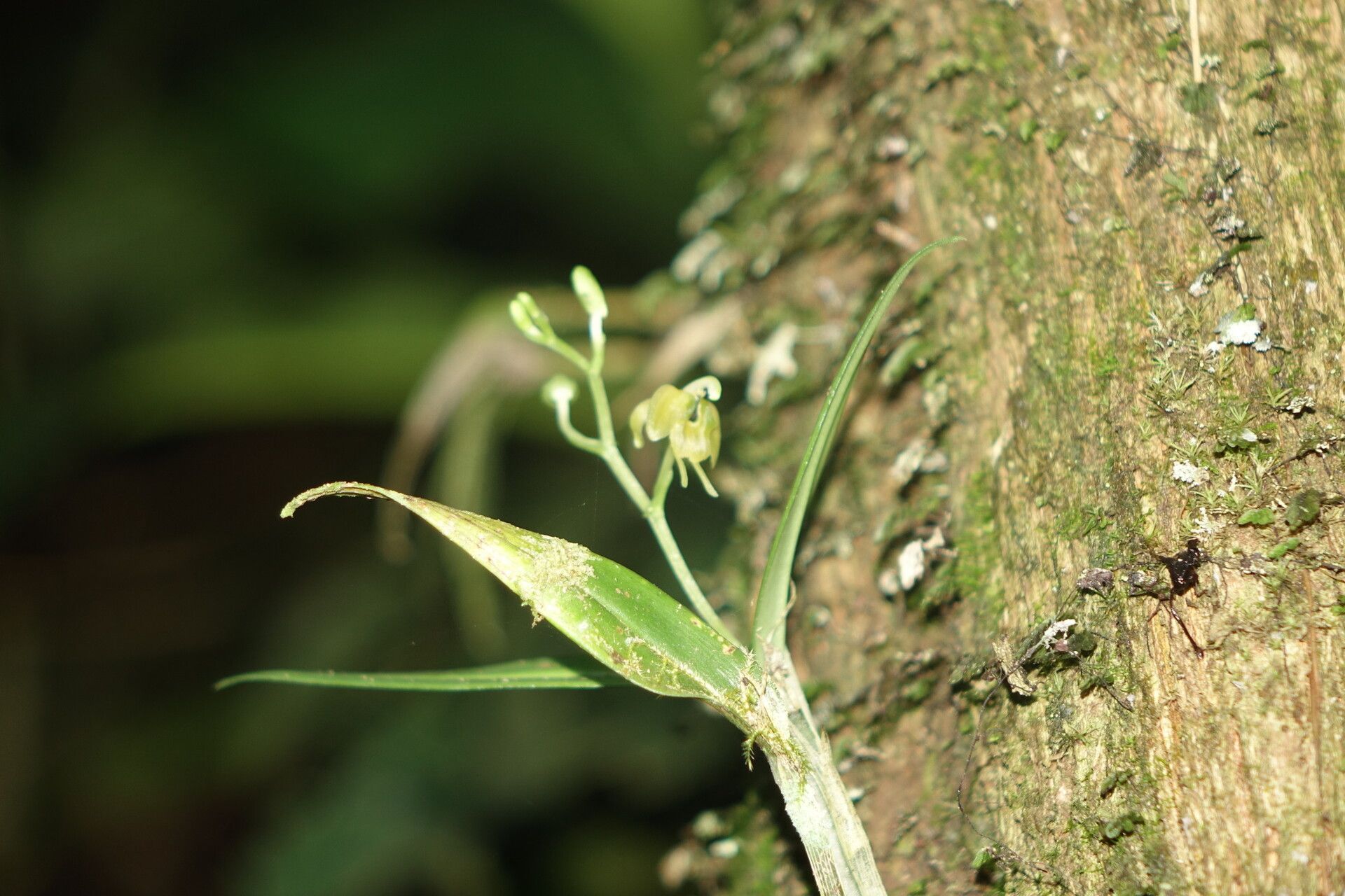 Liparis vulturiceps — houseplant care guide