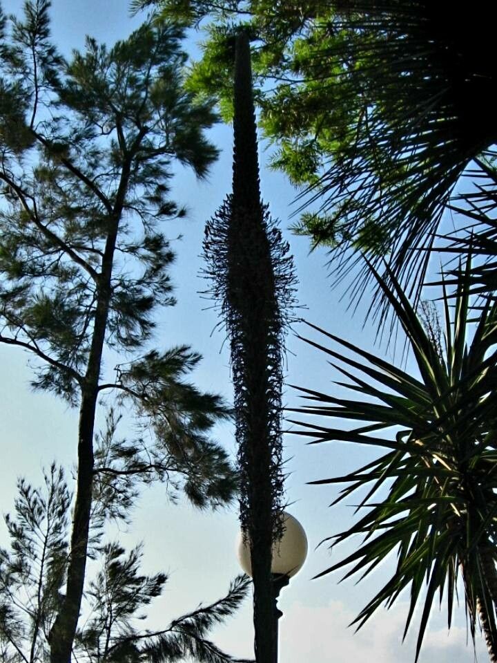 Agave filifera flower