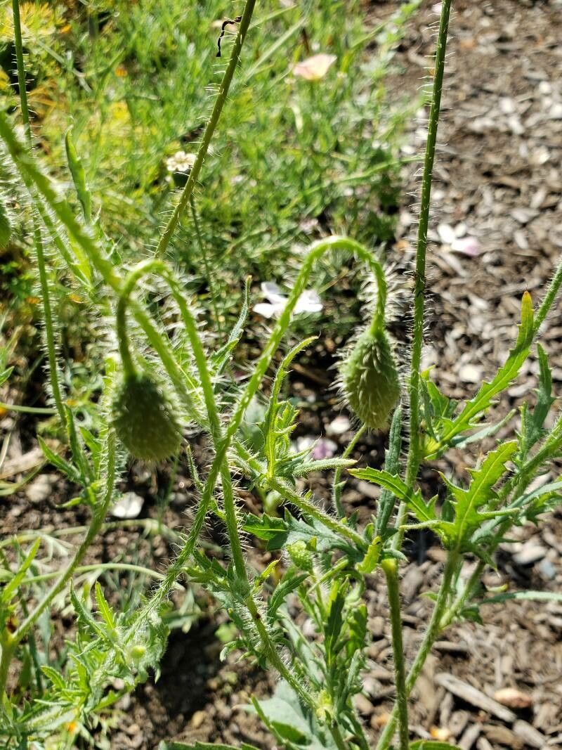 Papaver nudicaule fruit