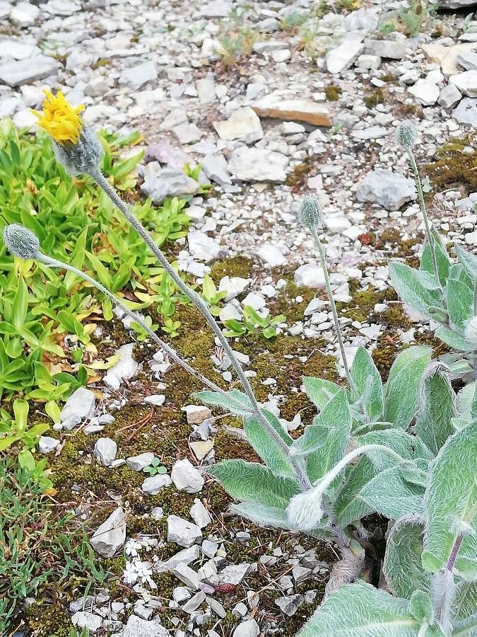 Hieracium pannosum — houseplant care guide