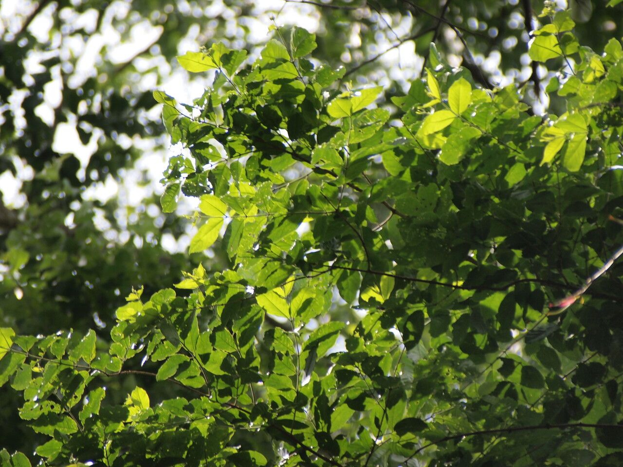 Combretum lokele — houseplant care guide