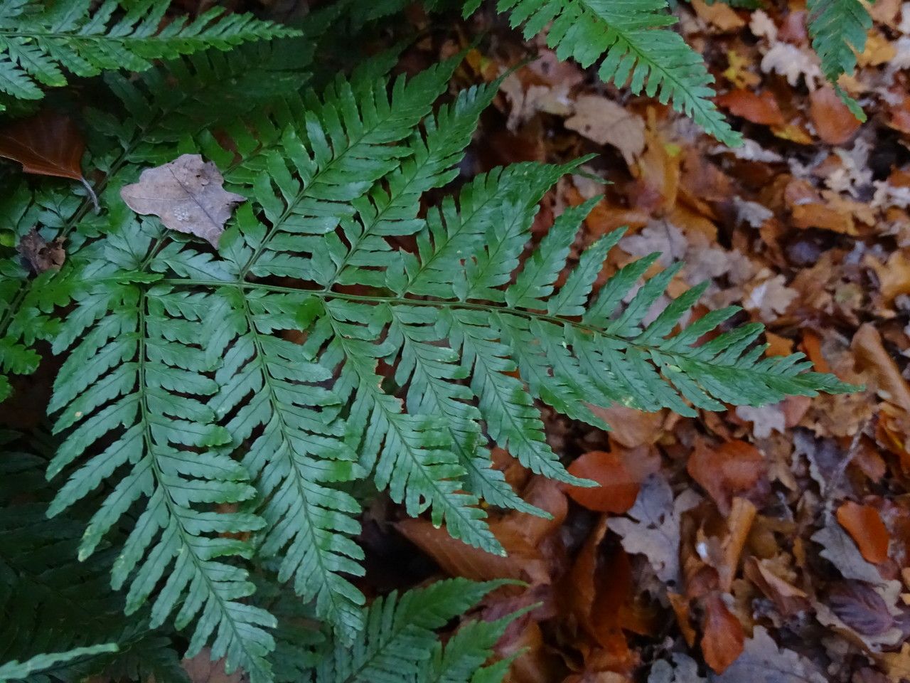 Dryopteris formosana leaf