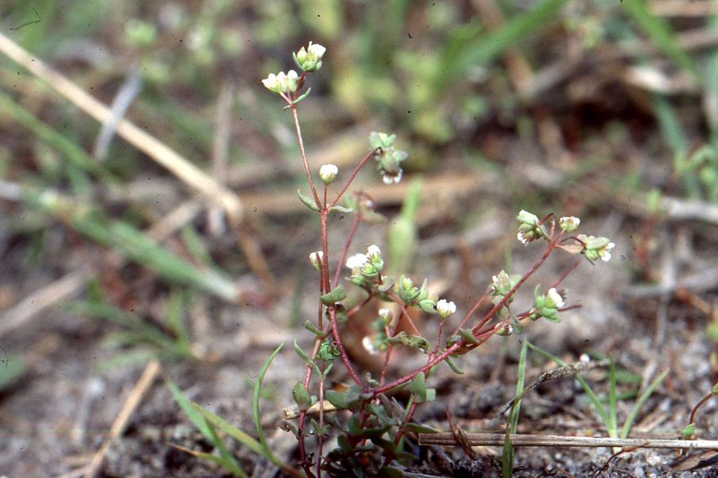 Radiola linoides habit