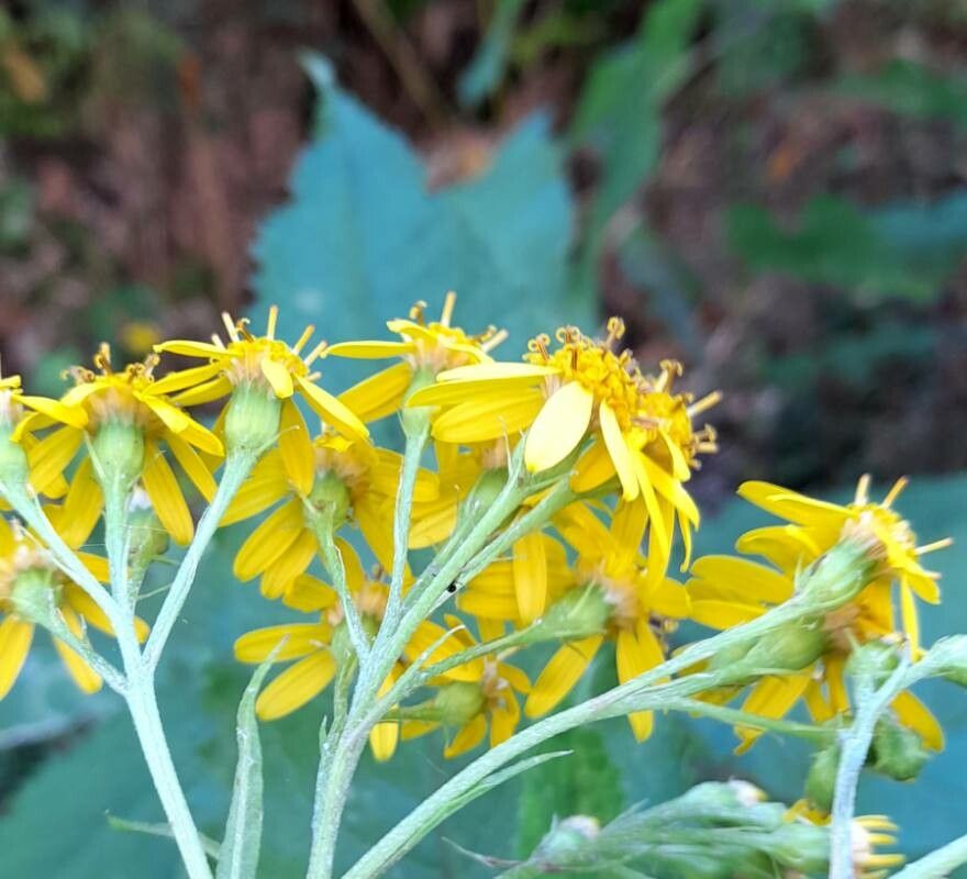 Senecio otites flower
